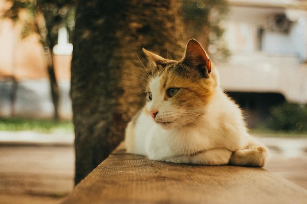 Wie verändert Künstliche Intelligenz die Kunst- und Kreativbranche?